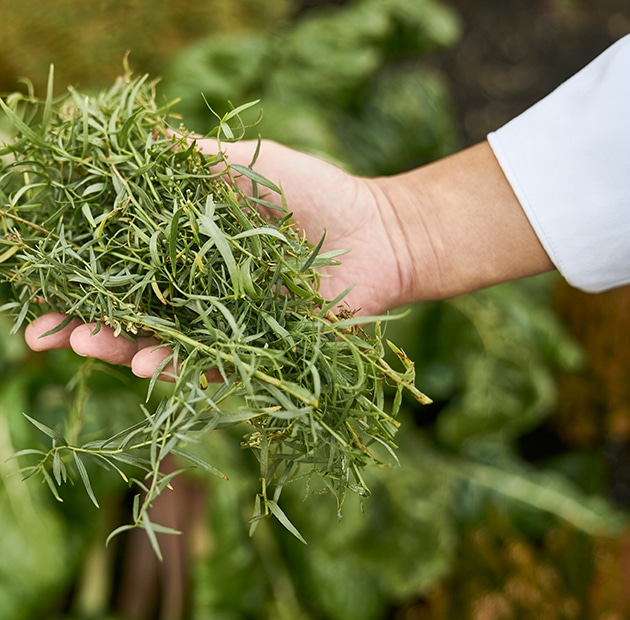 Closeup shot of herbs in the garden