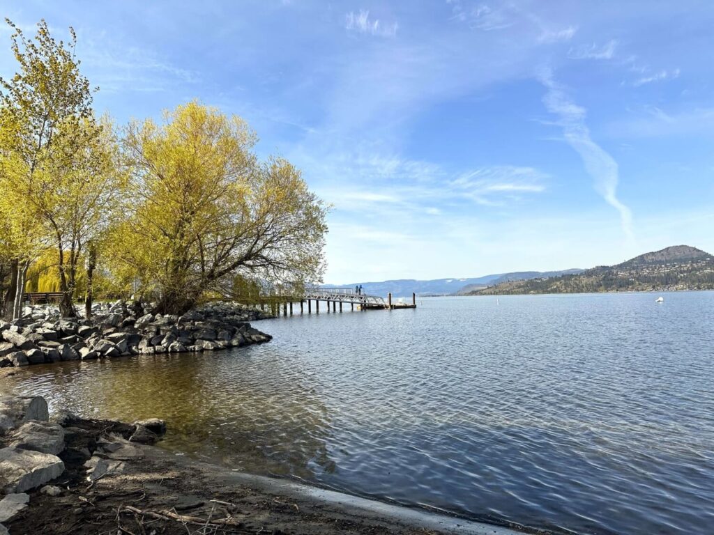 A nature landscape of a lakeshore and trees